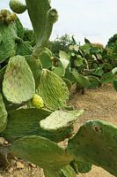 Pierce ! Champ de cactus