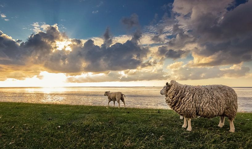 Moutons sur la digue des vasières par Martijn van Dellen