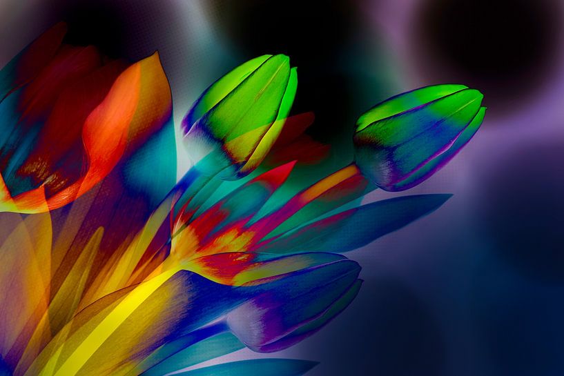 Tulipes colorées potporri par Greetje van Son