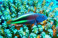 Gardien de corail de Forster, perche à touffe