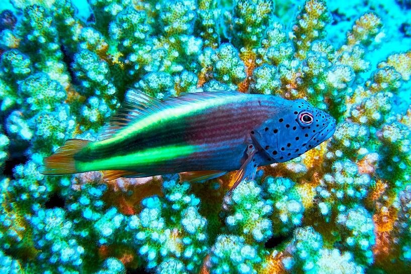 Forster's coral guardian, tufted perch by Martin Opladen