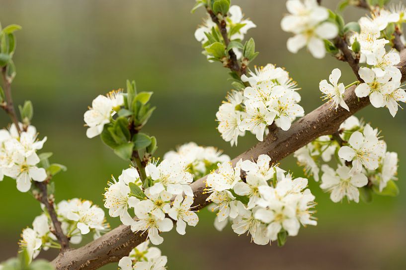 Bloesem van de zoete pruim von Marijke van Eijkeren