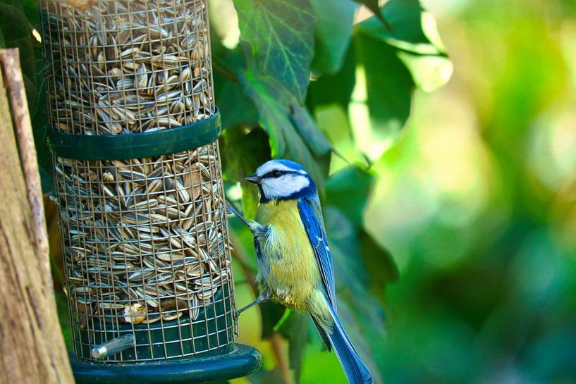 Great tit at a feeding place by Martin Köbsch