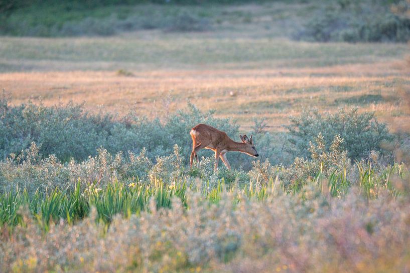 Ree auf der Suche nach seinem Abendessen von Louise Poortvliet