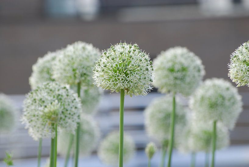 Uienbol by Peter Bosch