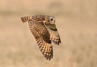 Sumpfohreule im Flug