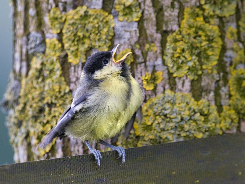 Kohlmeise ist hungrig von Natuurpracht   Kees Doornenbal
