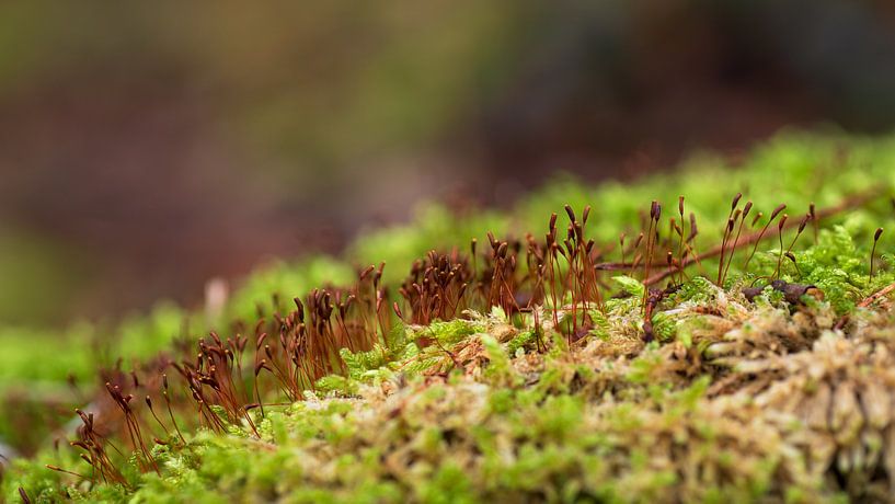 Macro par René Jonkhout