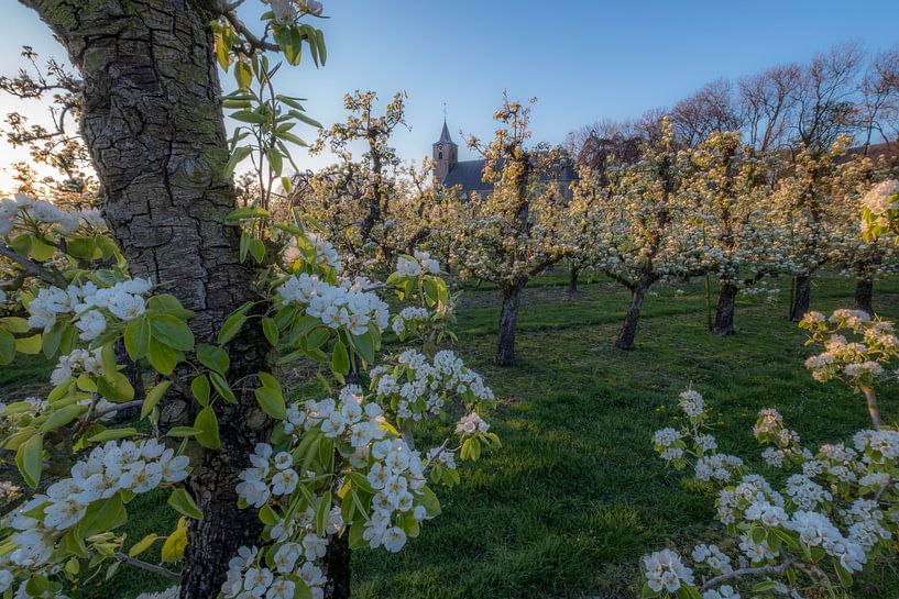 Bloesem in fruitboomgaard bij kerk by Moetwil en van Dijk - Fotografie