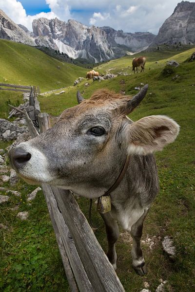 Vache sur l'alpage par Martina Weidner