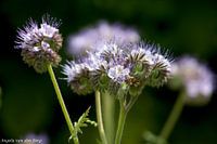 Phazelie-Blume, Natur