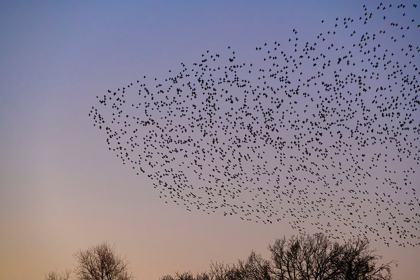 Murmure d&#039;étourneaux et oiseaux volants dans le ciel au coucher du soleil par Sjoerd van der Wal Photographie