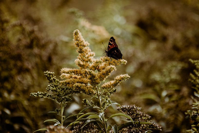 Dutch landscape - close-up of butterfly by Suzanne Fotografie