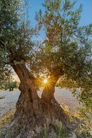 sunset seen among olive trees with a vista