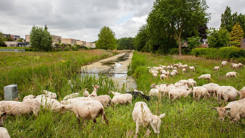 Schapen in het gras von Christian Traets