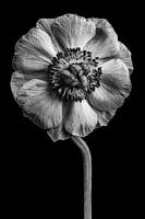 Anemone black and white