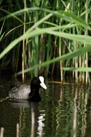 meerkoet bij het riet