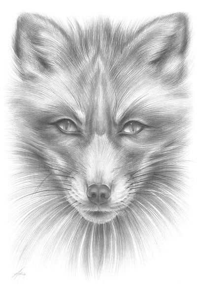 Renard au regard focalisé par Adriana Müller