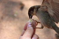 Tiere; Hungriger Spatz