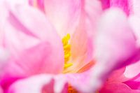 Detail der Staubblätter einer Pfingstrose