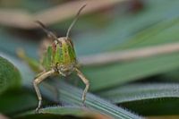 Macro of a grasshopper