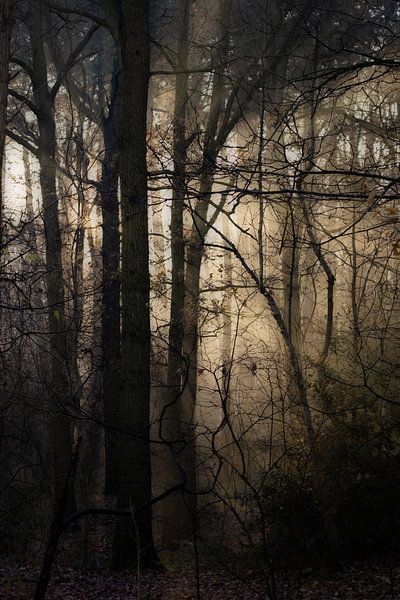 Forest Atmosphere by Clazien Boot