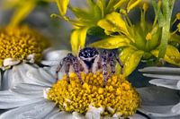 Jumping pin on flower