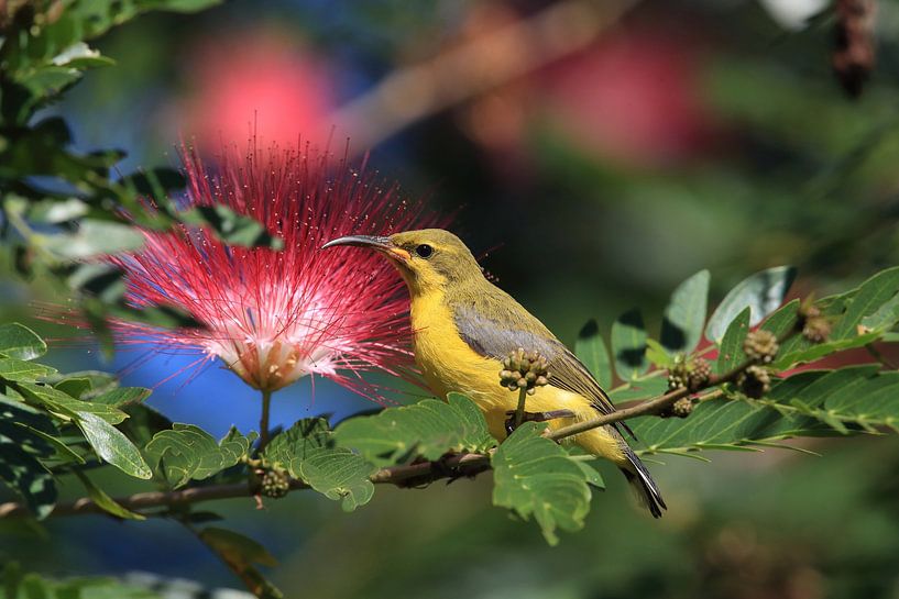 Oiseau-soleil à dos d'olive (Cinnyris jugularis) Rainforest, Queensland par Frank Fichtmüller