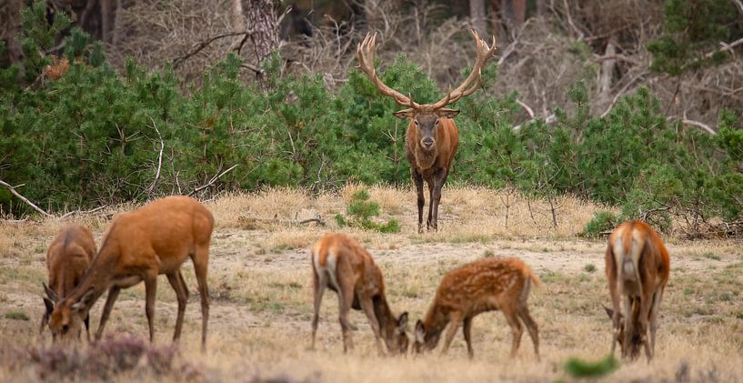 Cerfs rouges sur le Hoge Veluwe par Gert Hilbink
