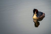 Spiegelung des Haubentauchers im Wasser