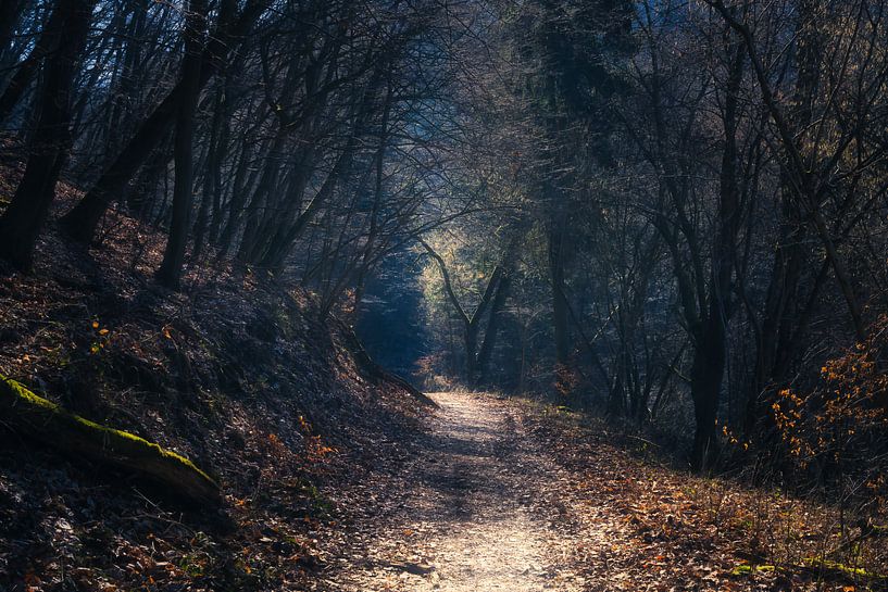 Waldweg entlang des Oberen Sees im Nationalpark Eifel . von Rik Verslype