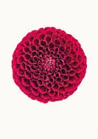 Rariteitenkabinet_Bloemen_03_Dahlia