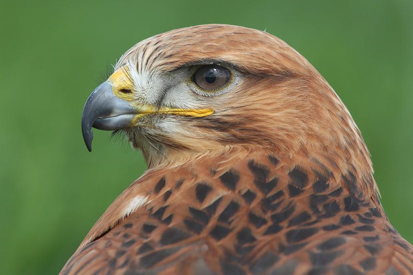 Long-legged Buzzard (Buteo rufinus) by Ronald Pol