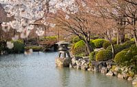 Lanterne japonaise et fleurs de cerisier