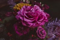 Deep beauty of a purple rose