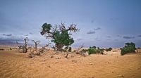 De Euphrates Populier in dorre Taklamakan Woestijn