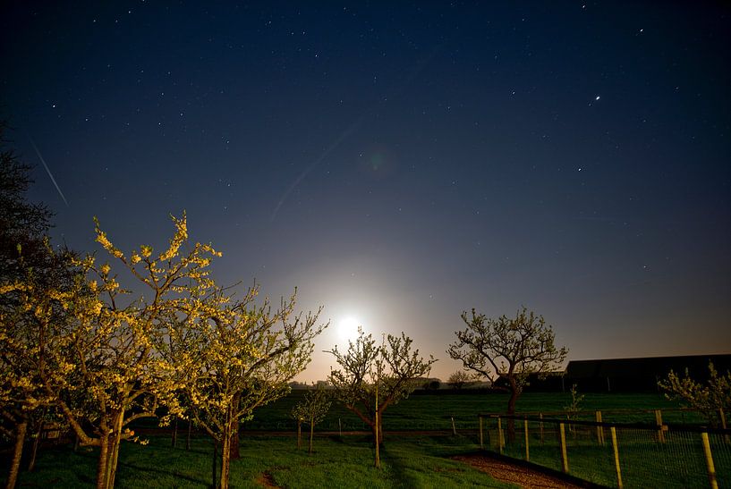 Étoiles au-dessus du verger par Mariska Hofman