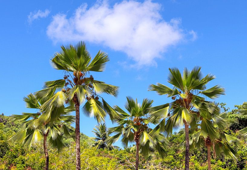 Palmiers tropicaux sur la plage au paradis aux Seychelles par MPfoto71