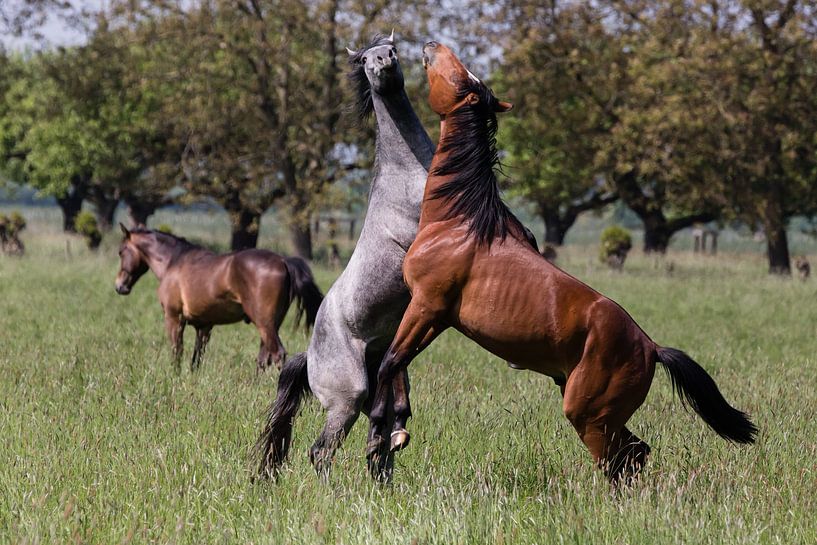 Fließende Pferde von Martijn Grimme