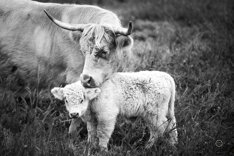 Kuhpflege, Nathan Larson von Wild Apple