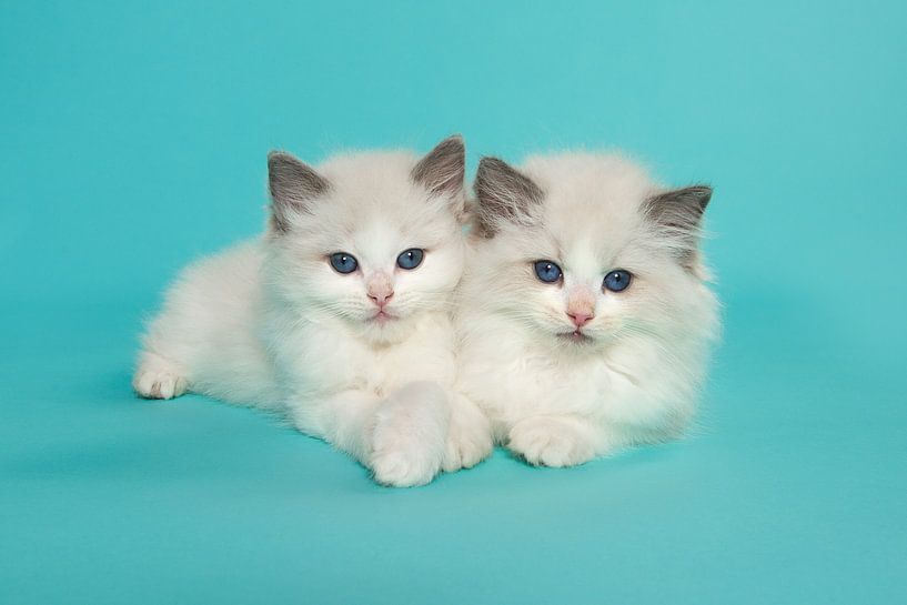 Two ragdoll kittens lying together against a turquoise blue background by Elles Rijsdijk