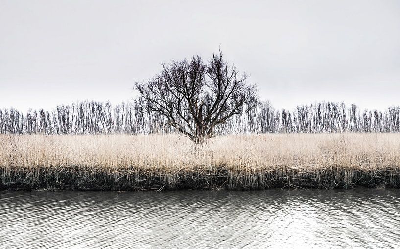 Arbre d'hiver solitaire | Rhoonse Grienden par RB-Photographie