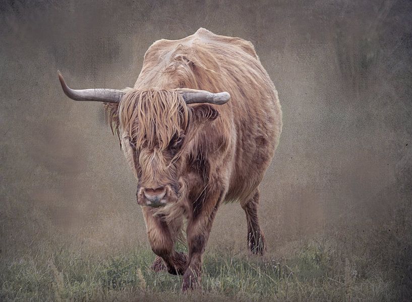 highlander kommt aus dem nebel von natascha verbij