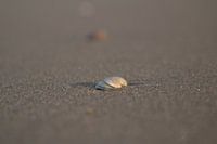 Shell on beach