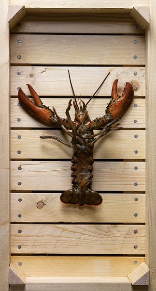 Hummer in Auktionskiste von Roland van Balen