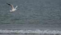Vliegende kokmeeuw boven de Noordzee