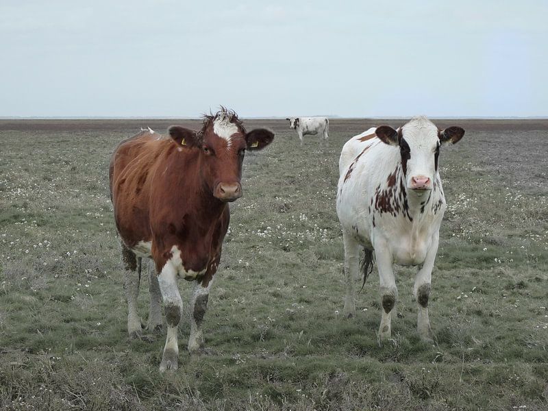 29. Randgebiet, Noarderleech, rotköpfige Kühe. von Alies werk