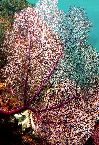 Gorgone par Anita Loos