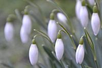 Sneeuwklokjes luiden de lente in