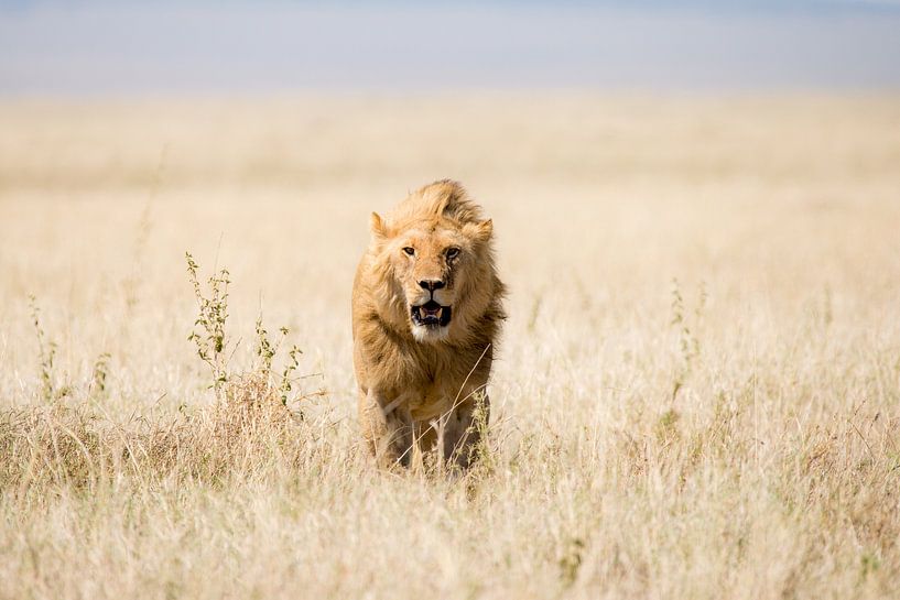Leeuw in open veld van Tom van de Water